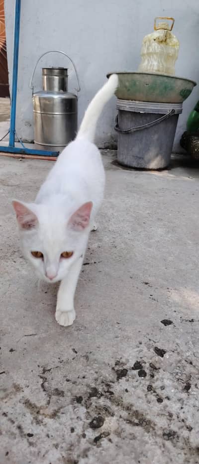 for sale cat