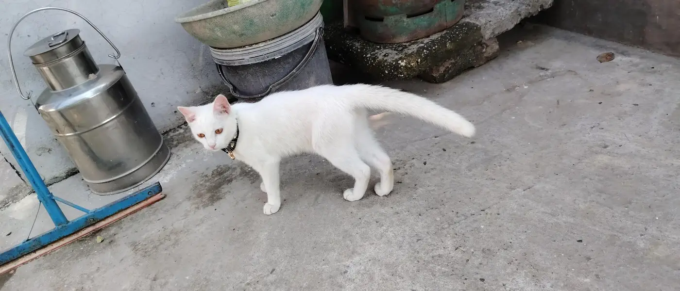 for sale cat — photo 2