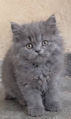 kittens | Persian kittens | Grey Persian Kittens for sale