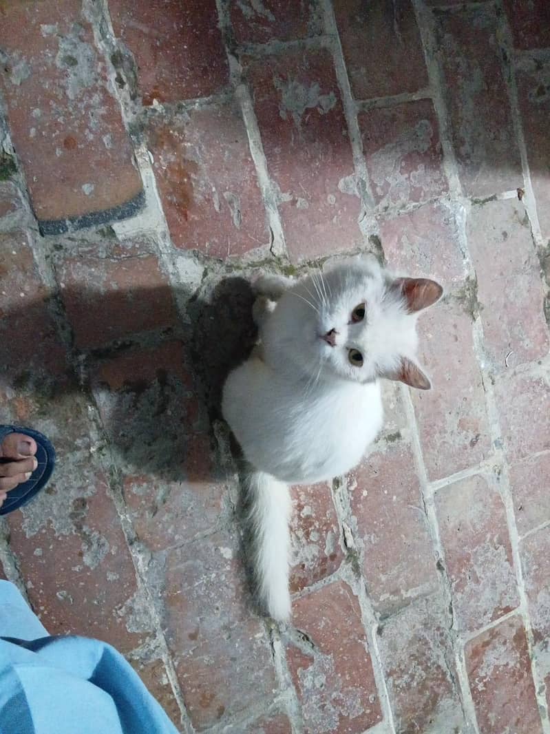 cute persian cat 0