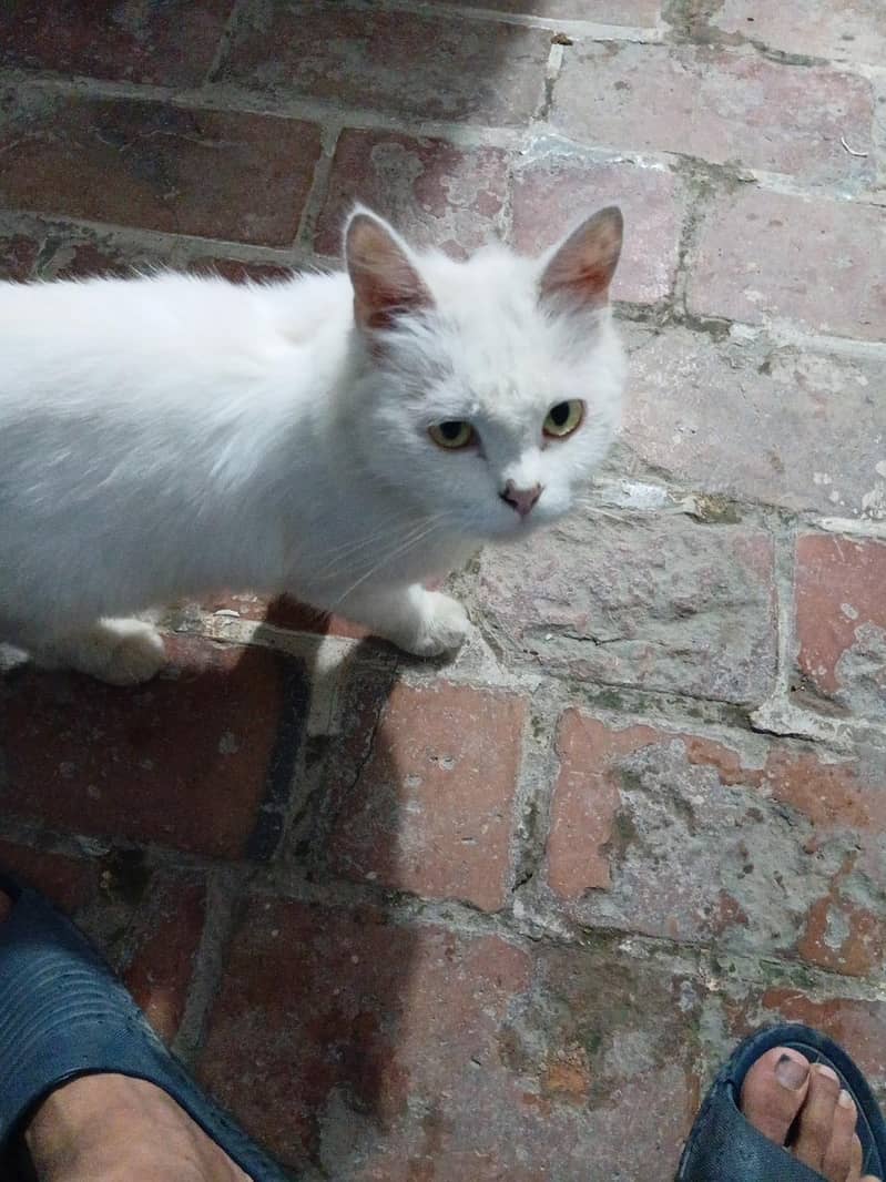 cute persian cat 1