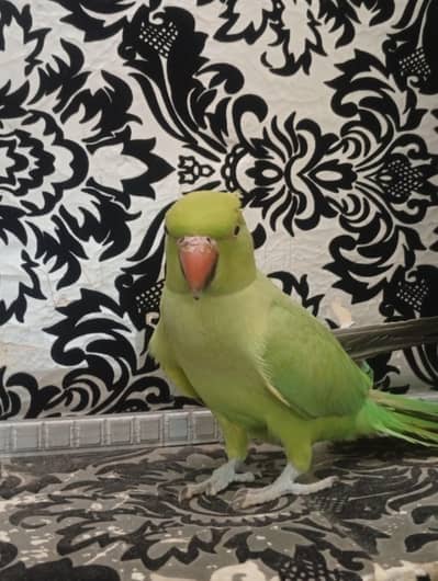 green |green parrot hand tame female
