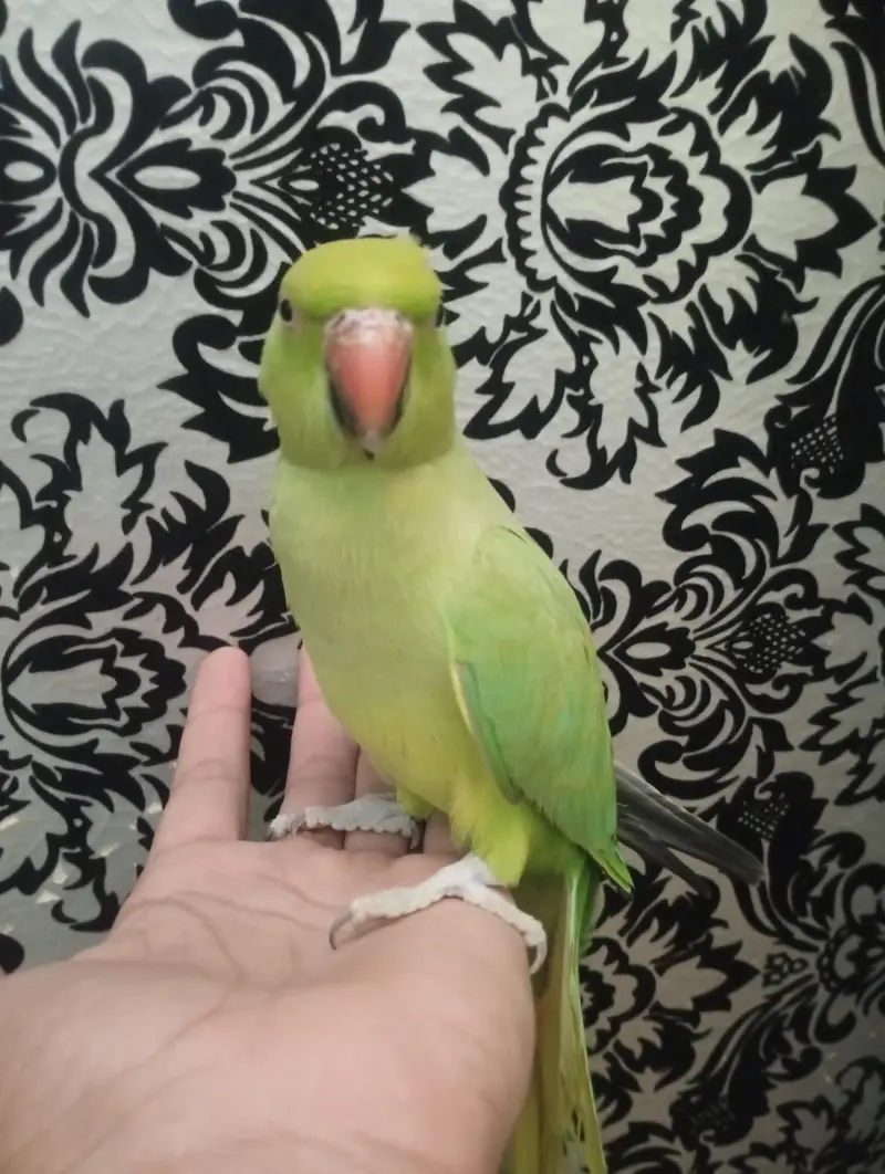 green |green parrot hand tame female — photo 2