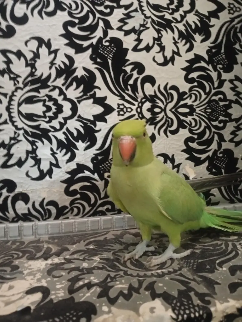 green |green parrot hand tame female — photo 3