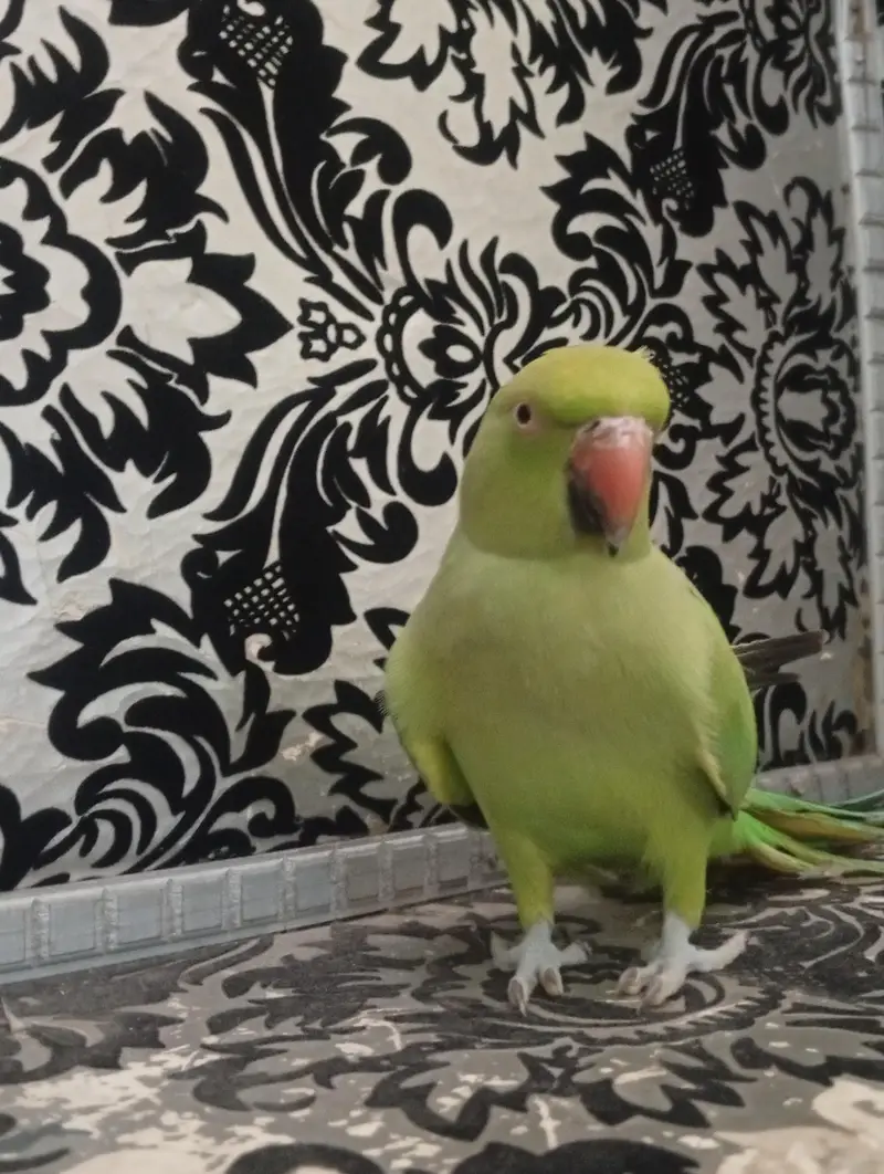 green |green parrot hand tame female — photo 4