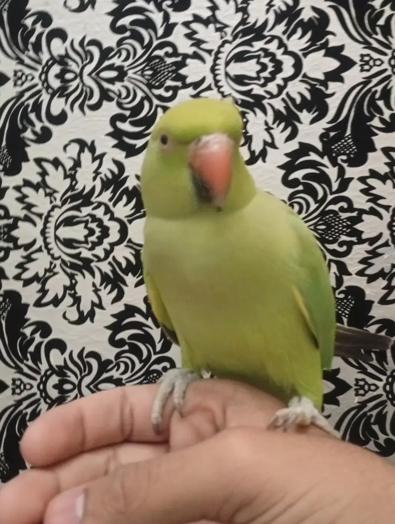 green |green parrot hand tame female — photo 5