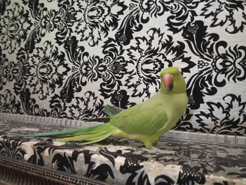 green |green parrot hand tame female — photo 6