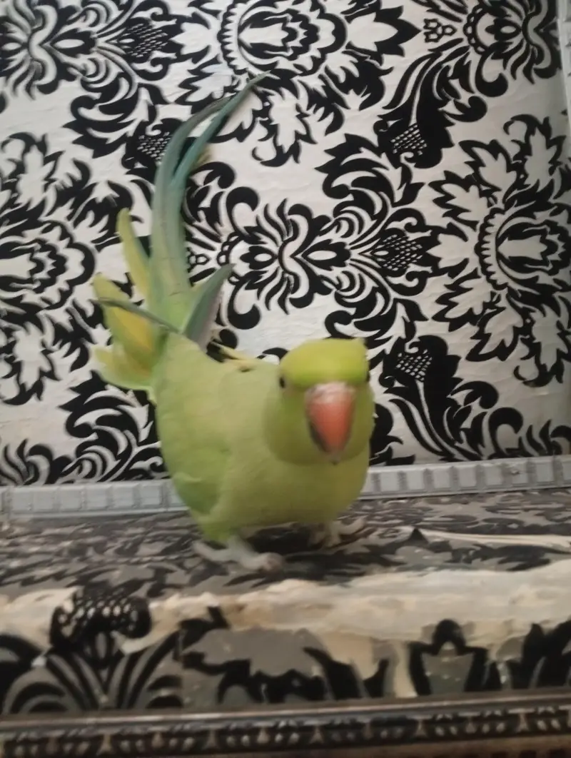 green |green parrot hand tame female — photo 7