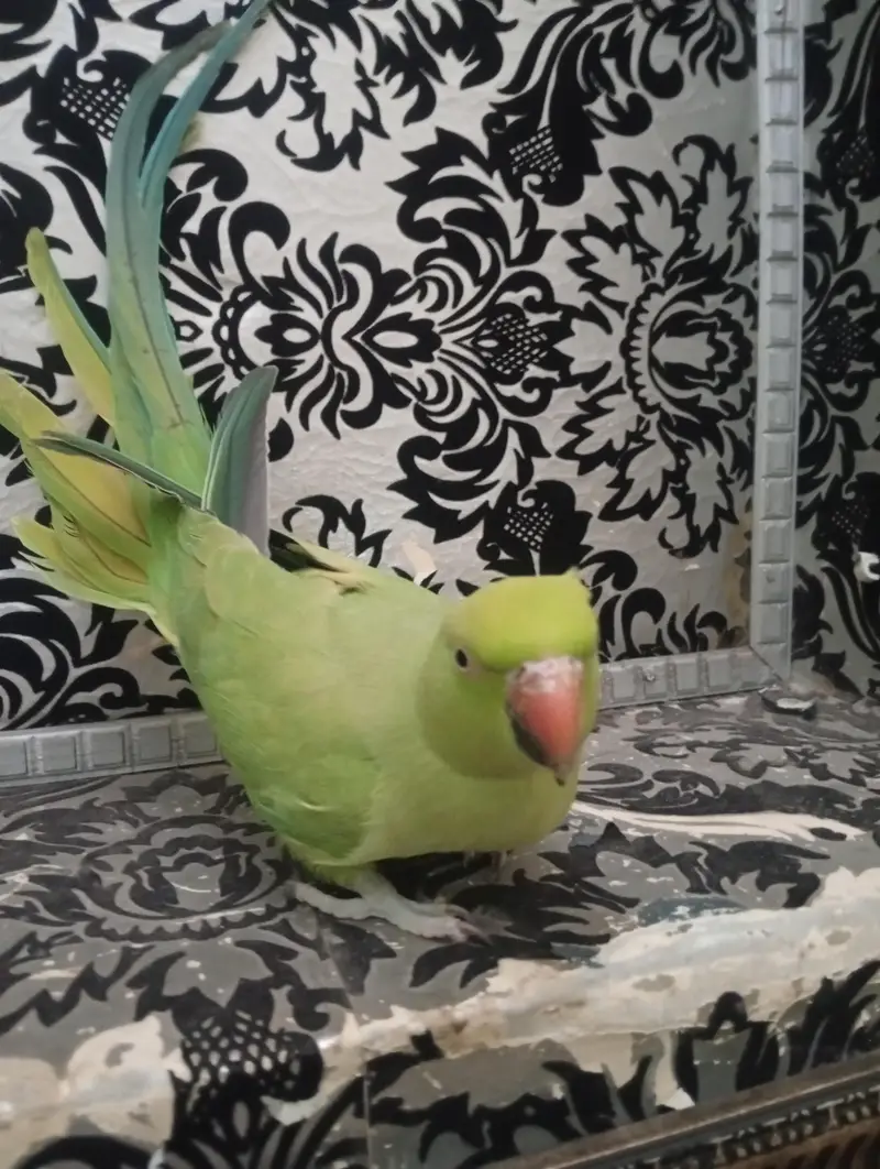 green |green parrot hand tame female — photo 8