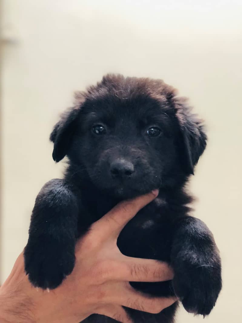 black german 0