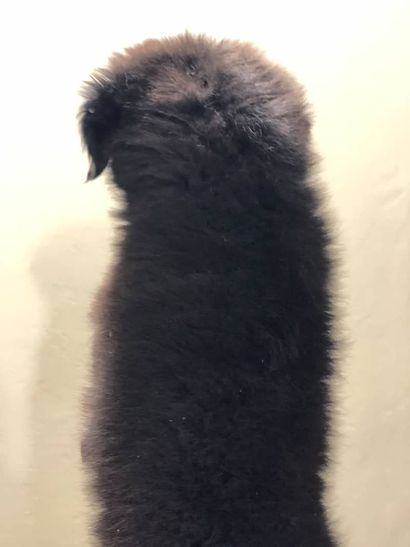 black german 1