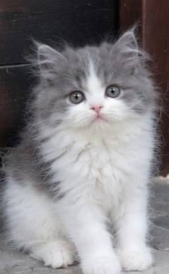 Persian Kittens | Triple Coated Fluffy Kittens | Kittens For Sale