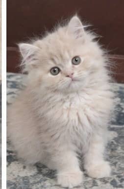 kittens | Persian kittens | Grey Persian Kittens for sale