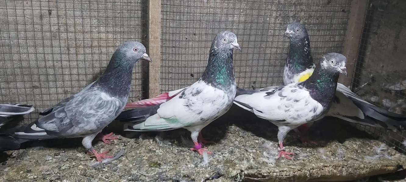 Taddi Zerry goldan parvazi kabotar for sale. — photo 4