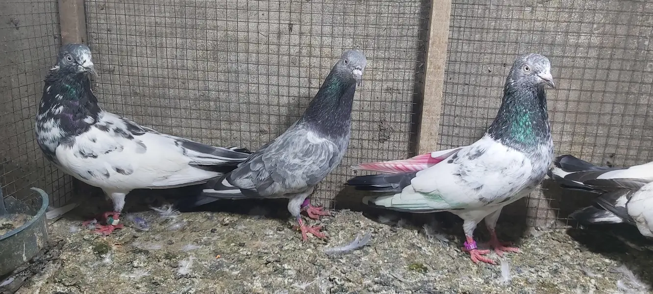 Taddi Zerry goldan parvazi kabotar for sale. — photo 6
