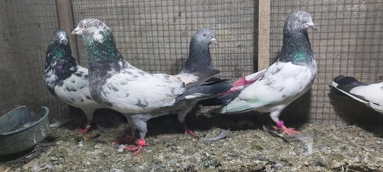 Taddi Zerry goldan parvazi kabotar for sale. — photo 7