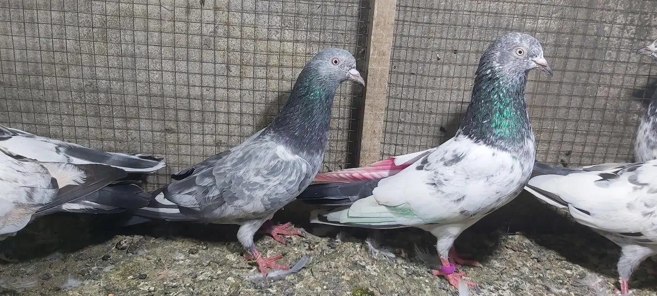 Taddi Zerry goldan parvazi kabotar for sale. — photo 8
