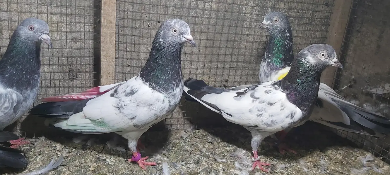 Taddi Zerry goldan parvazi kabotar for sale. — photo 9
