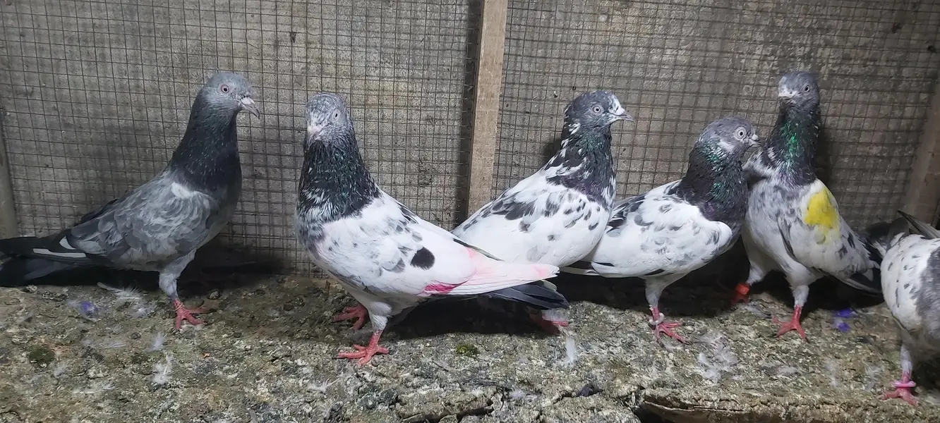 Taddi Zerry goldan parvazi kabotar for sale. — photo 11
