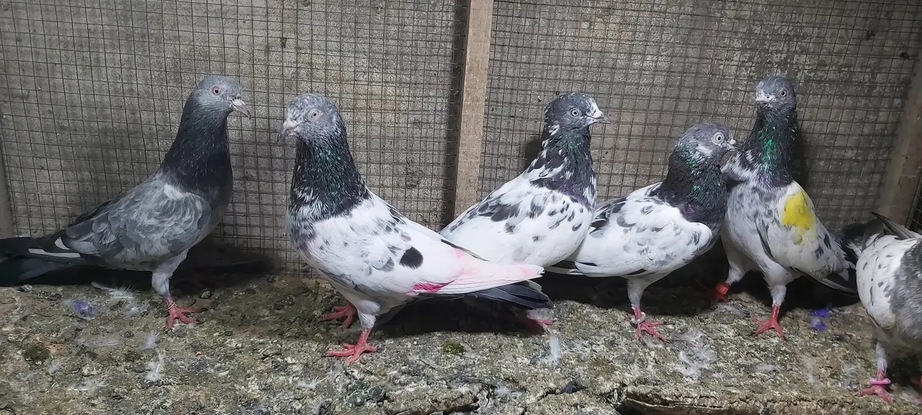 Taddi Zerry goldan parvazi kabotar for sale. — photo 12