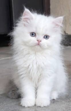 Persian Kittens | Triple Coated Fluffy Kittens | Kittens For Sale