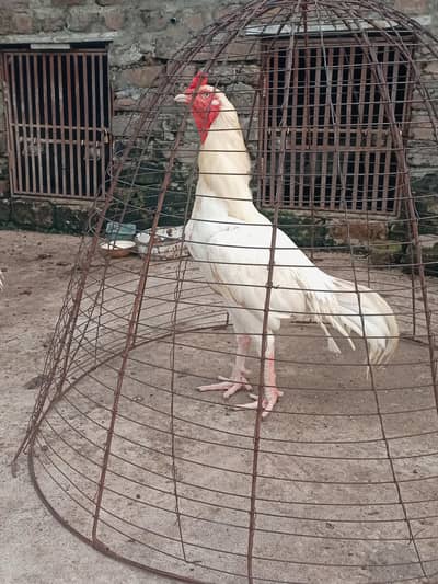 High quality killi taja Heera breeder for sale
