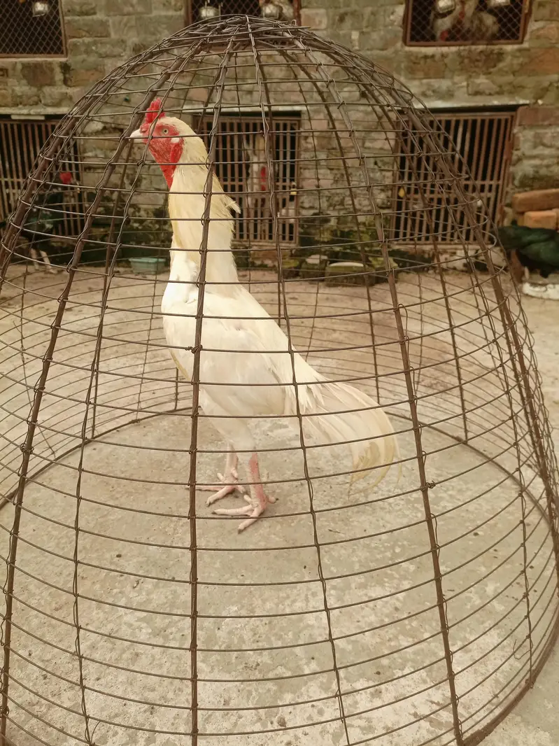 High quality killi taja Heera breeder for sale — photo 2