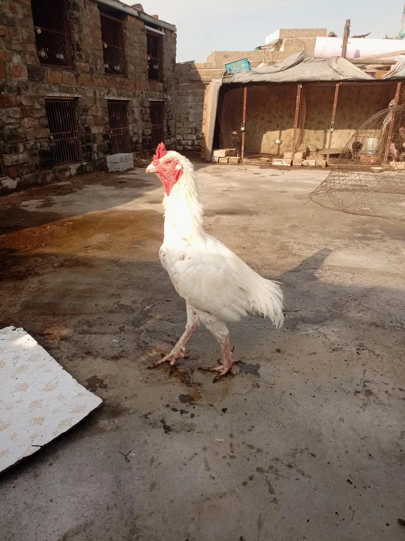 High quality killi taja Heera breeder for sale — photo 3