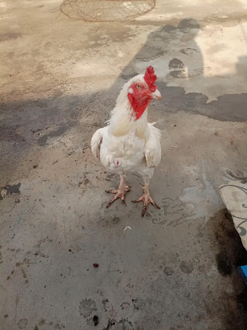 High quality killi taja Heera breeder for sale — photo 4