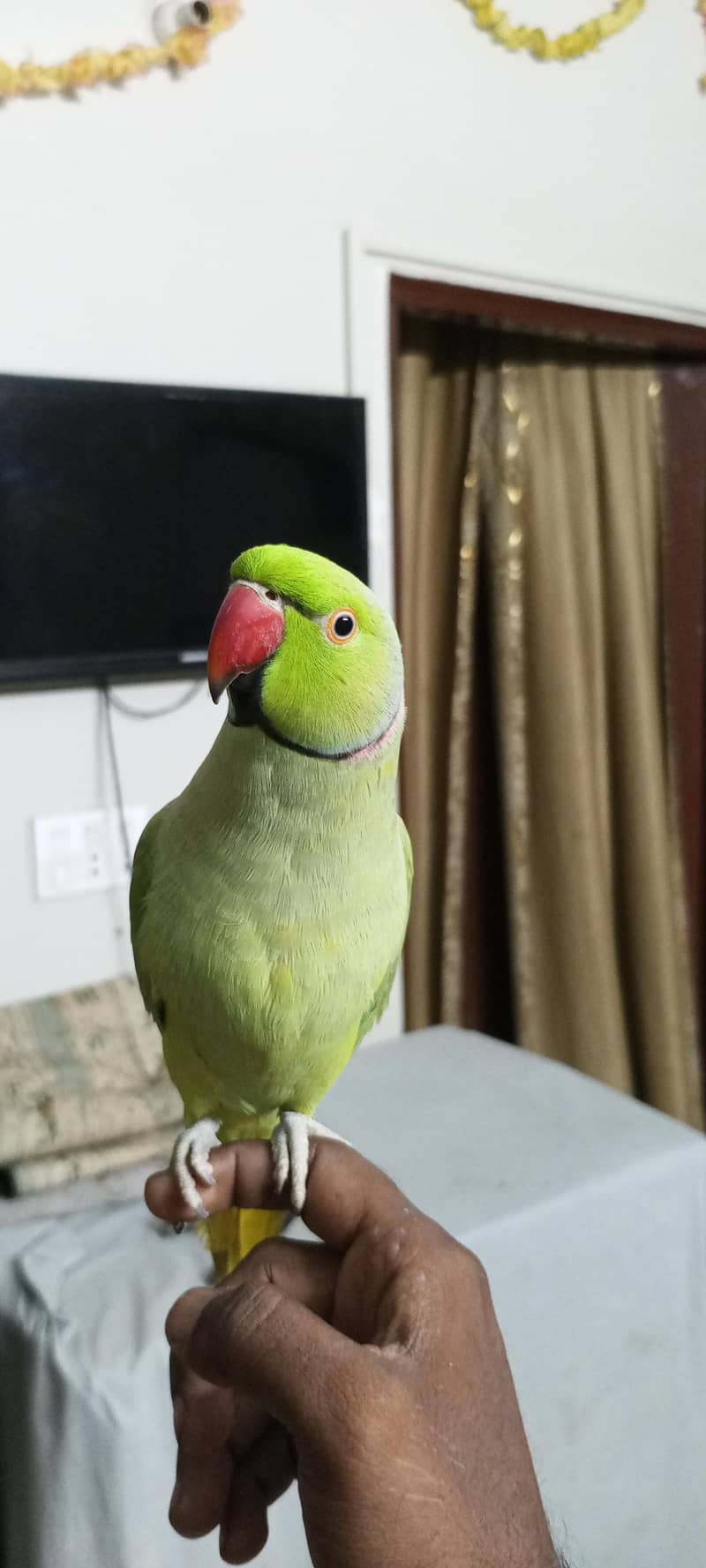 talking mithu zero bite0330/845345/1 0