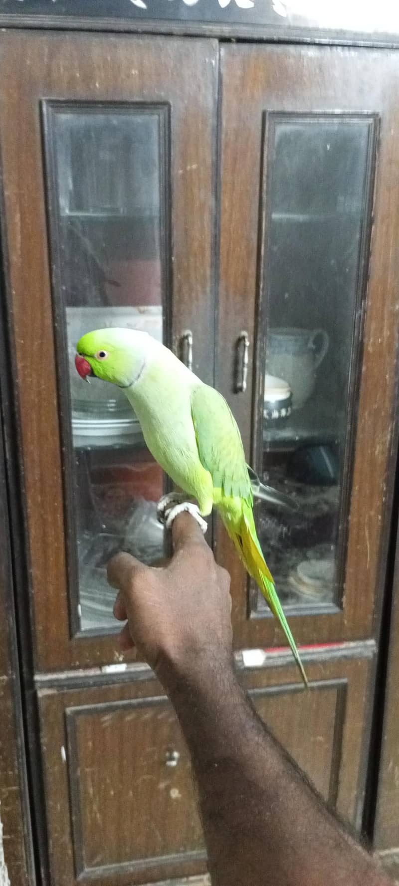 talking mithu zero bite0330/845345/1 1