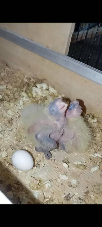 Cocktaile,hogo,TCB,love bird chicks available