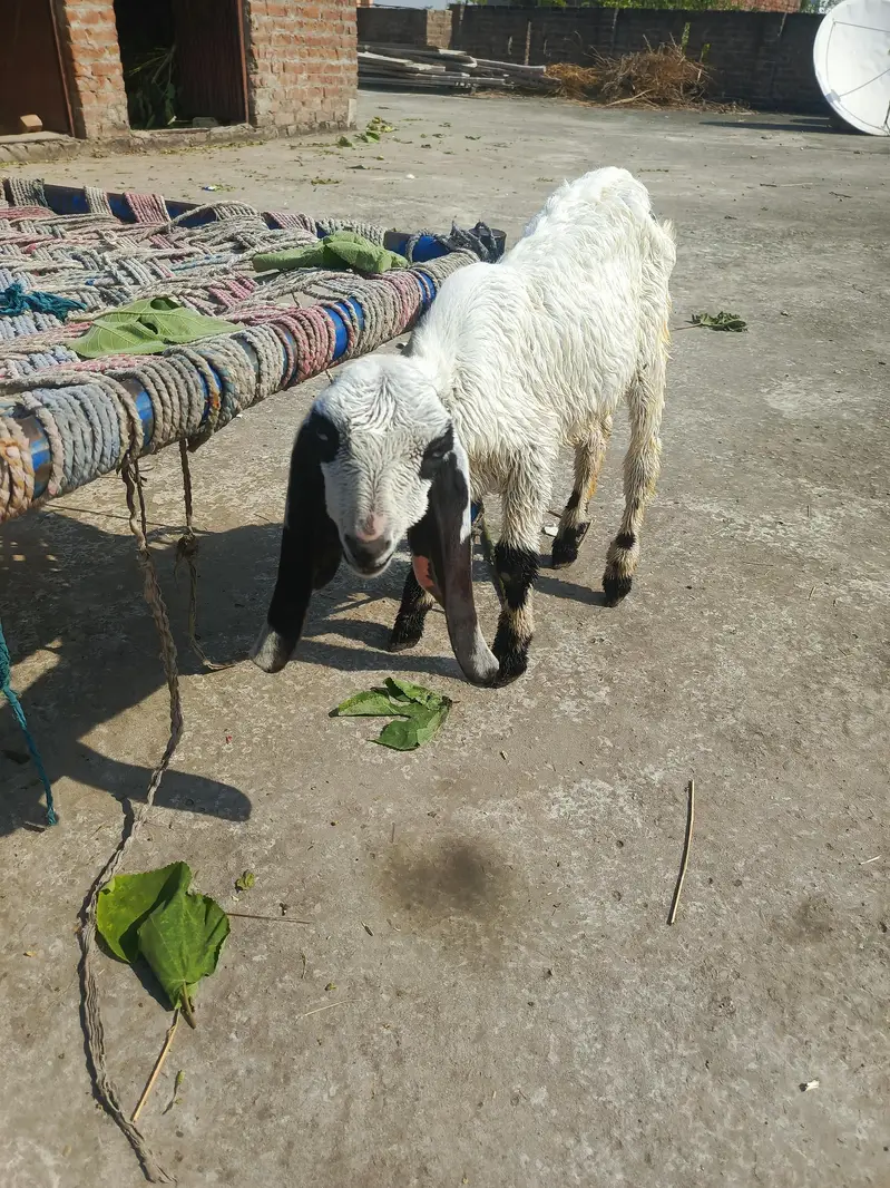 2 male kids — photo 2