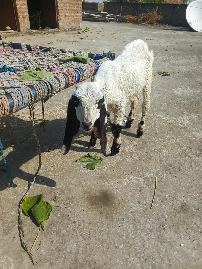 2 male kids — photo 3