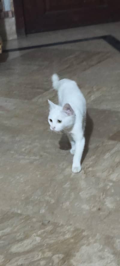 cat for sale