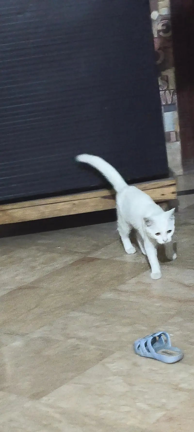 cat for sale — photo 2