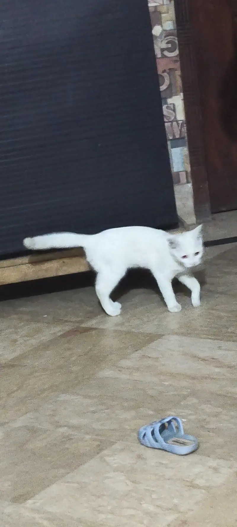 cat for sale — photo 3