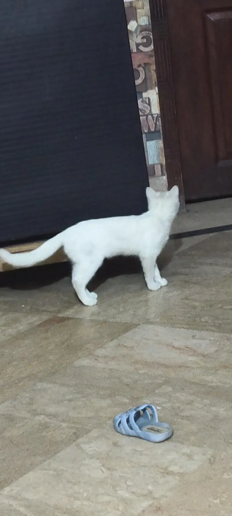 cat for sale — photo 4
