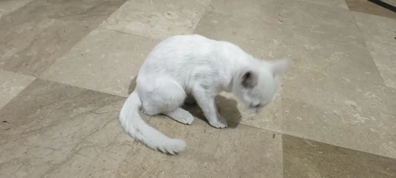 cat for sale — photo 5