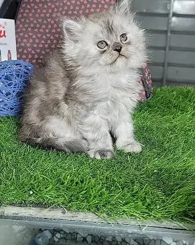 Persian Kittens | Triple Coated Fluffy Kittens | Kittens For Sale — photo 3