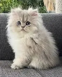 Persian Kittens | Triple Coated Fluffy Kittens | Kittens For Sale — photo 4