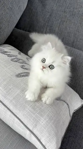 Persian Kittens | Triple Coated Fluffy Kittens | Kittens For Sale — photo 10