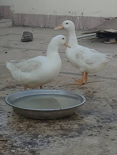 Pair of Beautiful White Ducks for Sale in Karachi