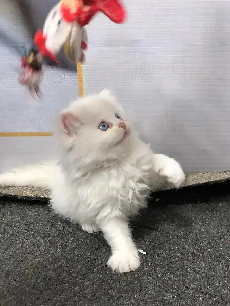 Persian Kittens | Triple Coated Fluffy Kittens | Kittens For Sale — photo 8