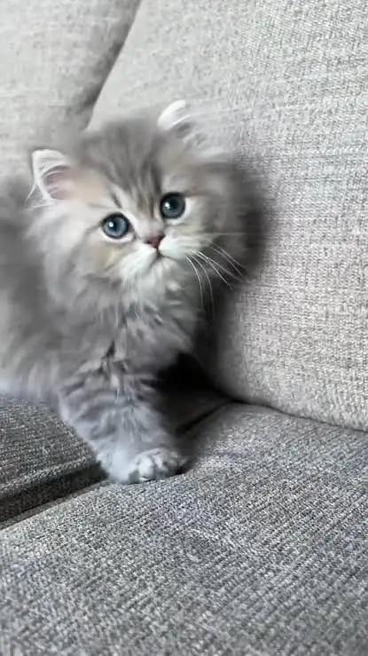 Persian Kittens | Triple Coated Fluffy Kittens | Kittens For Sale — photo 9