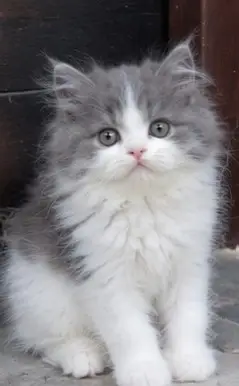 Persian Kittens | Triple Coated Fluffy Kittens | Kittens For Sale — photo 12