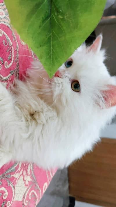 Stunning Odd Eyes White Boy & Calico Girl Persian Kittens Vaccinated