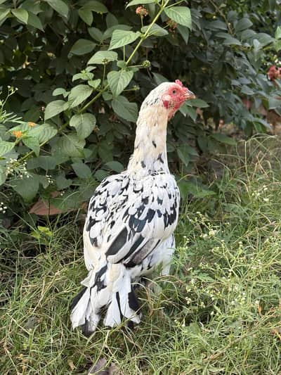 Aseel for sale