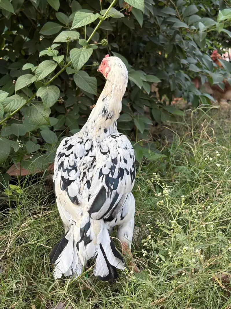 Aseel for sale — photo 4