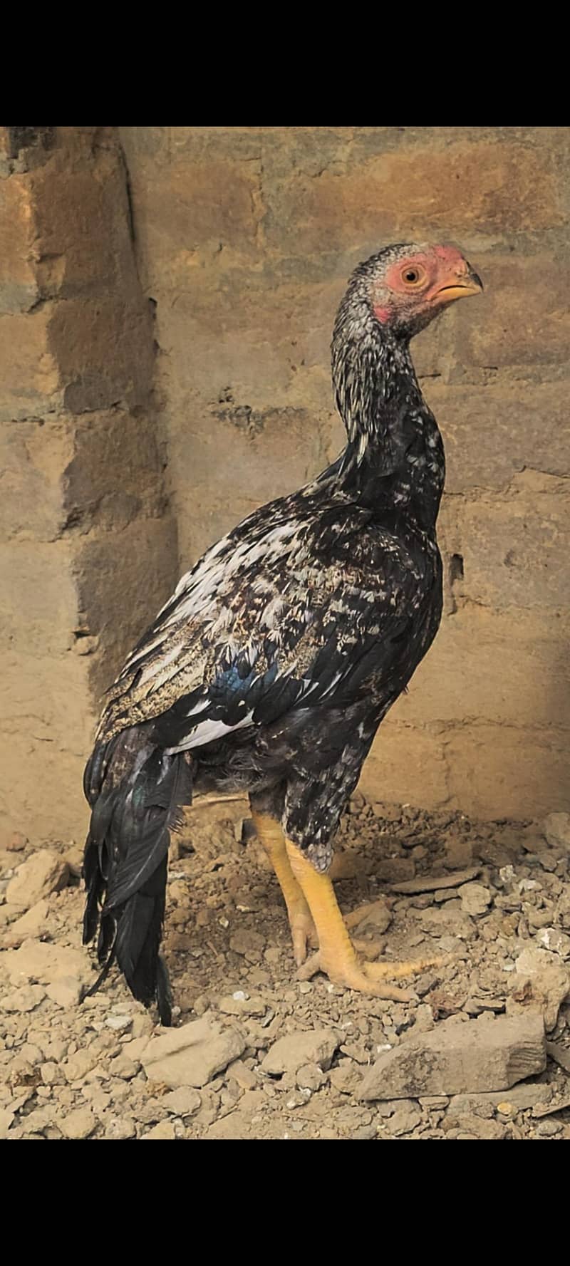 peroot beak aseel 0